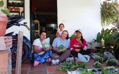 SOBERANÍA ALIMENTARIA QUE FLORECE: 300 FAMILIAS CULTIVAN ESPERANZA EN EL OCCIDENTE ANTIOQUEÑO